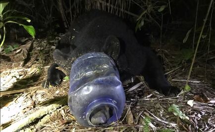 Video: captan a osa con un contenedor de plástico atorado en la cabeza; llevaba un mes así