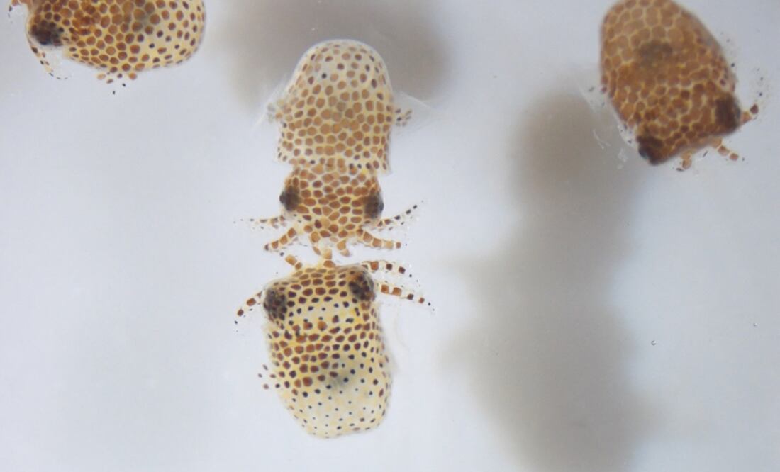 Foto: AFP PHOTO / NASA / Jamie S. Foster, University of Florida