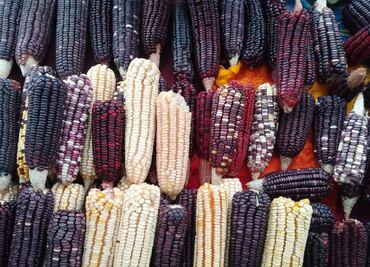 En riesgo de desaparecer, la mitad de las semillas de maíz nativo de Oaxaca; campo sufre una “gran vejez”: especialista