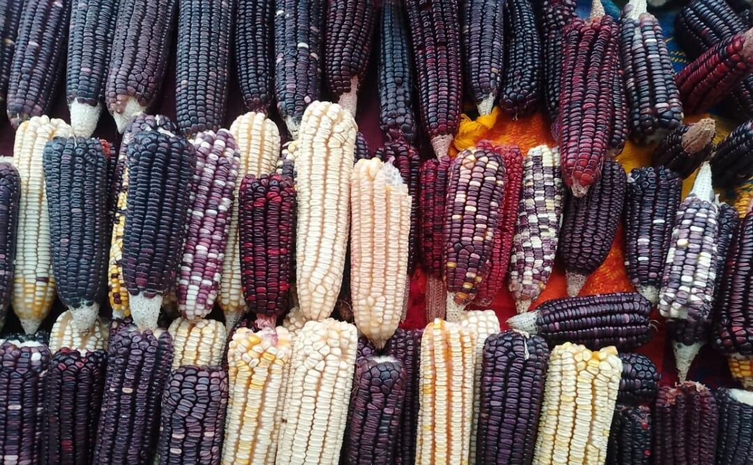 Foto: Juan Carlos Zavala / EL UNIVERSAL