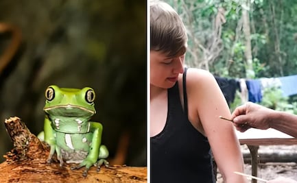 Conoce las consecuencias del “Kambó”, veneno de rana; mujer murió en Durango tras consumirla