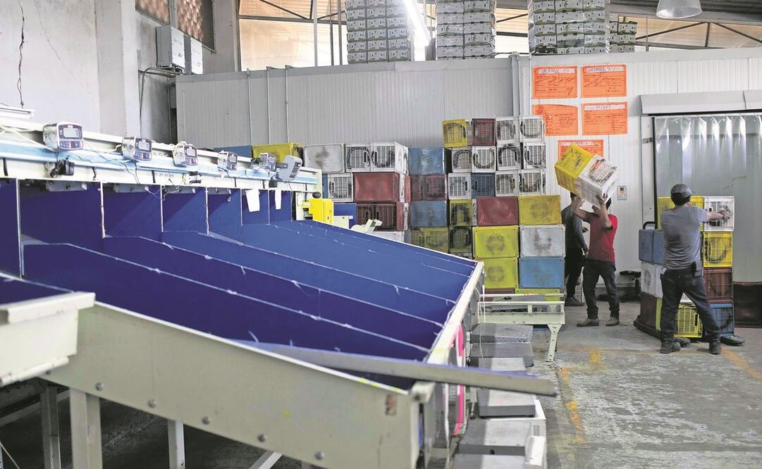 El comercio bidireccional de alimentos y productos agrícolas alcanzó 65 mil mdd, incluidos 2.8 mil millones en exportaciones de aguacate mexicano a EU, detalló Ken Salazar. Foto: EFE.