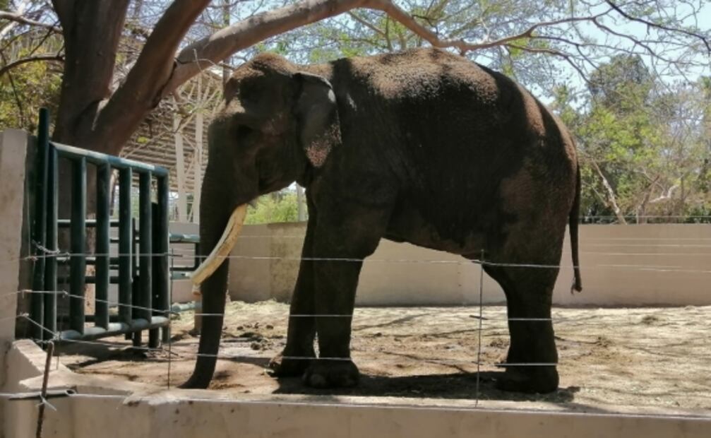 No se han solicitado apoyos de manutención para elefante Big Boy: Zoológico de Sinaloa 