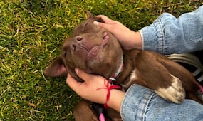 ¿Buscas adoptar un lomito? "Una patita de ayuda" ofrecerá adopciones, consultas y vacunas para mascotas; te damos todos los detalles