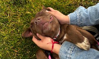 ¿Buscas adoptar un lomito? "Una patita de ayuda" ofrecerá adopciones, consultas y vacunas para mascotas; te damos todos los detalles