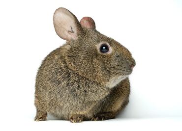 ¿Cómo es el conejo teporingo?; la especie mexicana endémica en peligro de extinción