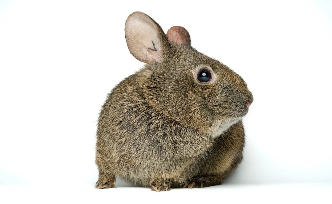 Los teporingos son pequeños mamíferos, similares a los conejos. Foto: Joël Sartore, National Geographic