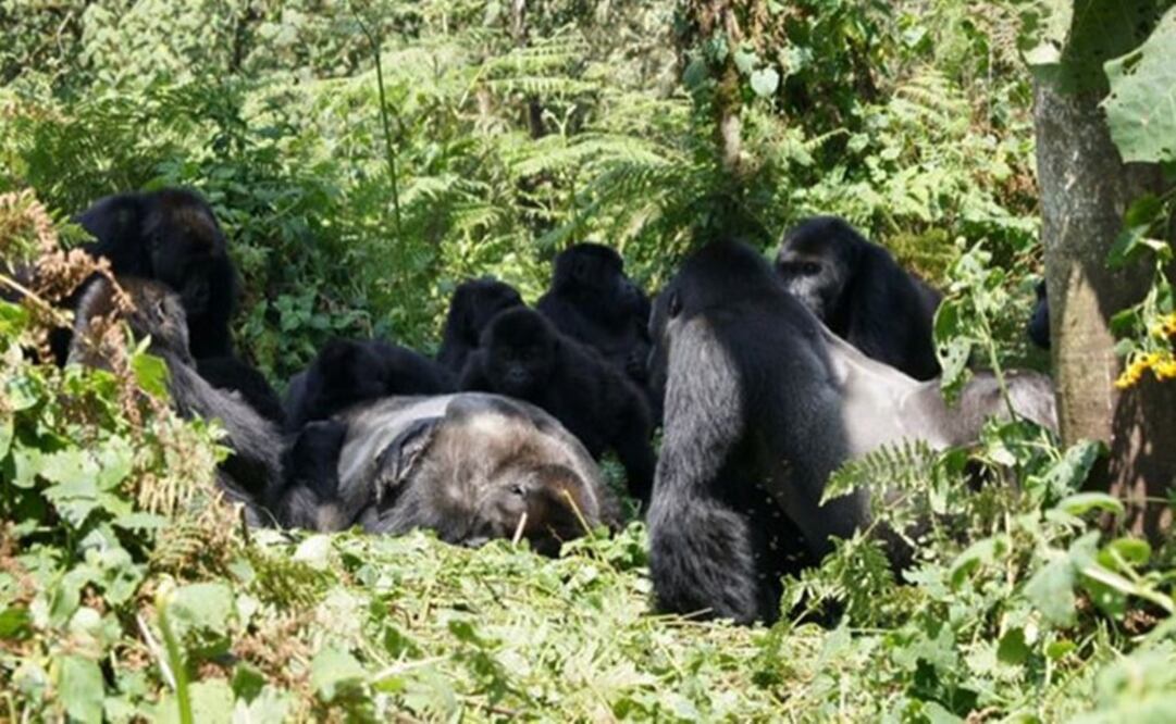 Un grupo de gorilas de Grauer se reúne alrededor del cuerpo de un gorila macho en el bosque del Parque Nacional Kahuzi-Biega. / Dian Fossey Gorilla Fund International