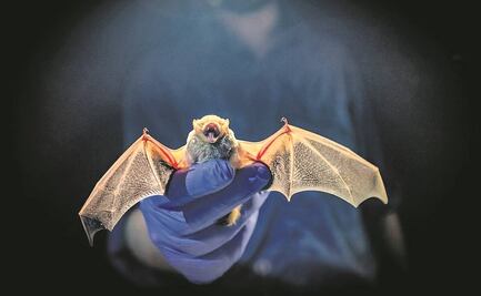 Otros animales transmiten la rabia… y cosas peores