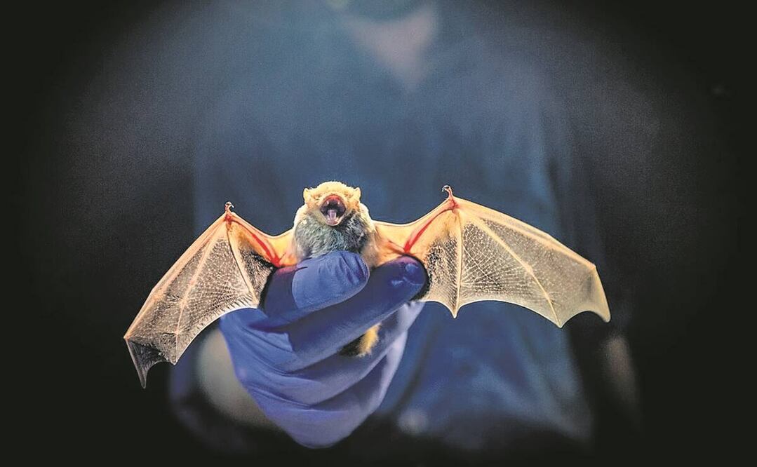 Murciélago. Foto: Archivo/ EL UNIVERSAL.