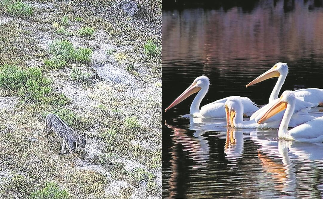 A través del fototrampeo se pudo observar la presencia de un lince en el Desierto de los Leones. Fotos: Especiales 