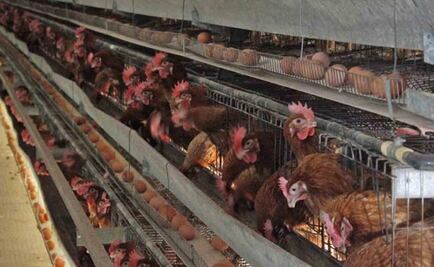 Mexico reports two outbreaks of H7N3 bird flu virus