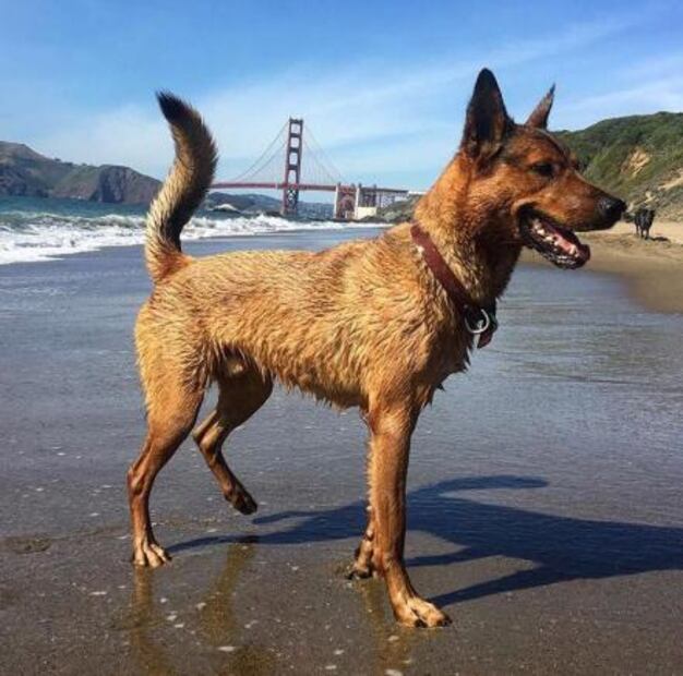 Perros y comida, las pasiones de Tatiana, la estadounidense que murió en taquería de las Lomas
