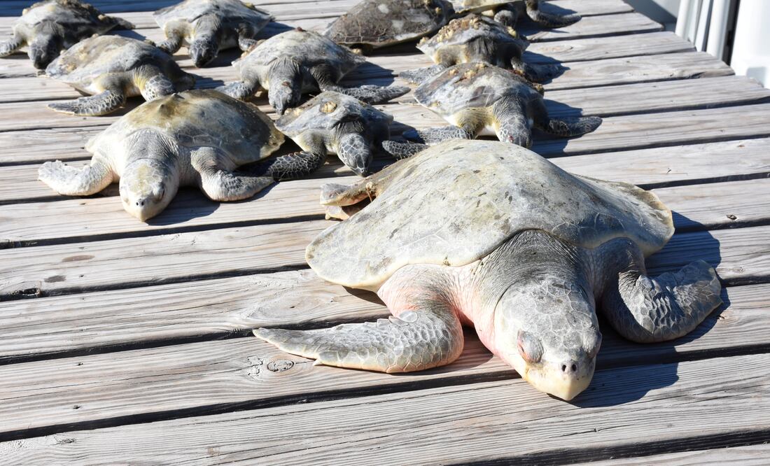 Tortugas aturdidas y manatíes que buscan refugio por ola de frío en Florida