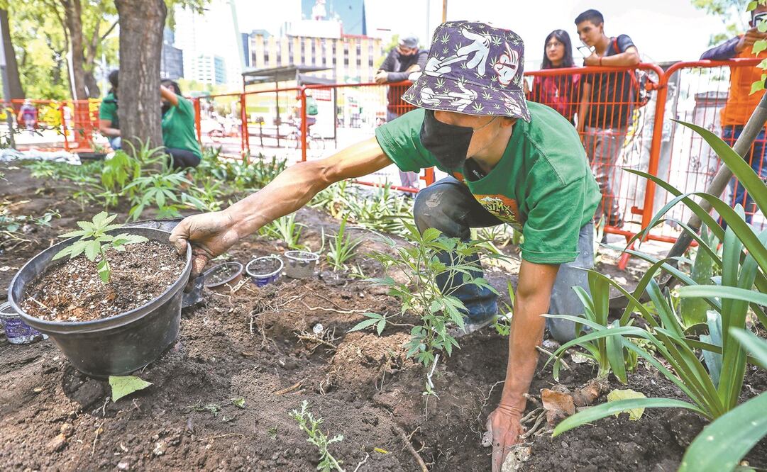 Impulsores procannabis buscan, entre otras cosas, cultivo individual y asociado sin fines de lucro, y sin límite. Fotos: ARCHIVO EL UNIVERSAL