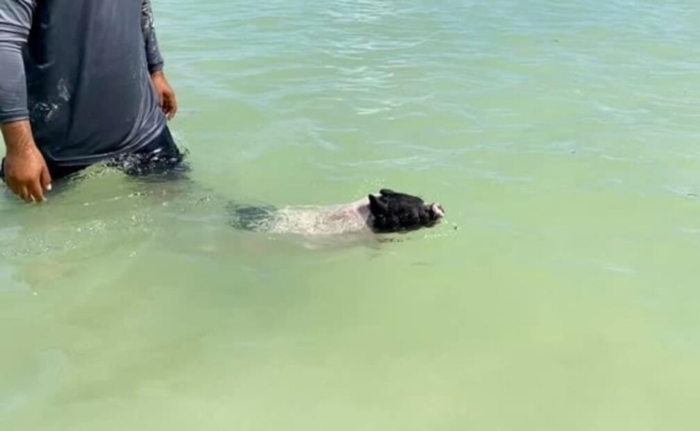 Descubre Pig Beach, la playa donde los cerditos disfrutan de la arena y el mar en Yucatán
