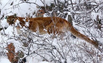 Hombre en Colorado ahorca a puma en defensa propia tras ser atacado