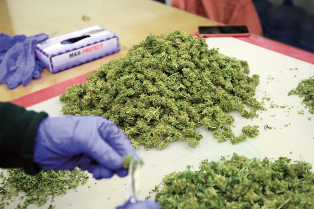 Selección de plantas de marihuana en un club cannábico de Montevideo, que en julio pasado se convirtió en el primer país mundial en controlar totalmente la producción y compraventa de cannabis. (ARCHIVO. EFE)
