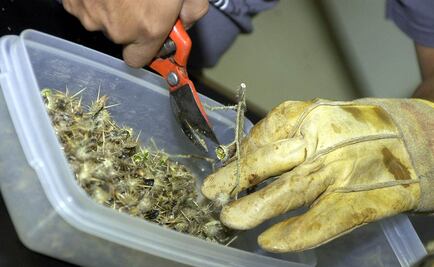 Bancos de semillas, una estrategia para la conservación de plantas