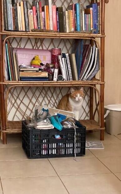 Tal ofreció un techo a un gato llamado Paspas luego de que sus dueños escaparan de su casa, en un pueblo cerca de la frontera con el Líbano. FOTO: CORTESÍA TIMES OF ISRAEL