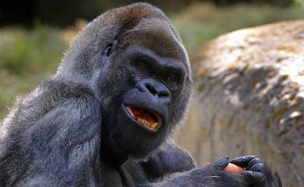 Gorilas dan positivo a Covid-19 en zoológico de Atlanta, EU