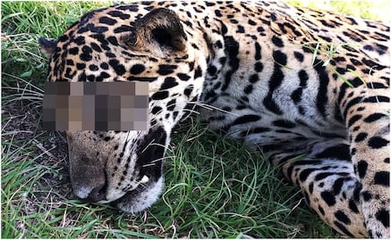 Atropellan a jaguar en la carretera Cancún-Chetumal; sujetos intentan robar su cádaver