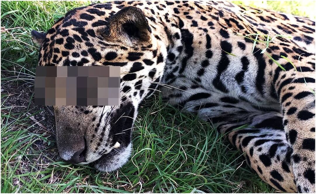 Jaguar atropellado en Chetumal. Foto: Especial