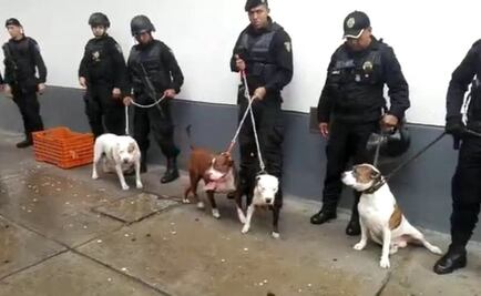 Detienen a banda que presuntamente utilizaba pitbulls para asaltar