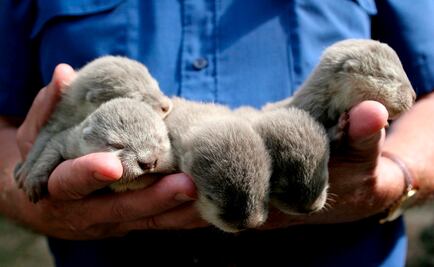 Rescatan de agresiones a cría de nutria en Guerrero