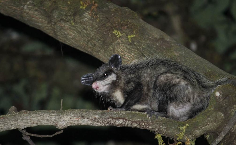 Tlacuache (Didelphis virginiana) en Barranca del Cupatitzio, Michoacán. Foto: Manuel Zaragoza/Conanp