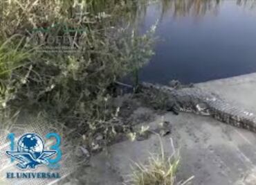 Capturan a cocodrilo de 2.5 metros que caminaba en calles de Ciudad Madero