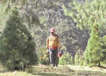Germina la paz entre pinos, pese al Covid-19