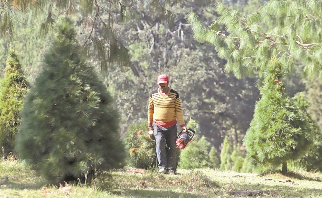 Desde el cultivo del pino navideño hasta su venta pueden pasar entre cinco y siete años, refieren productores poblanos. Fotos: Omar Contreras. EL UNIVERSAL