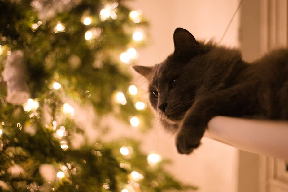 gato navidad. Foto: Pexels
