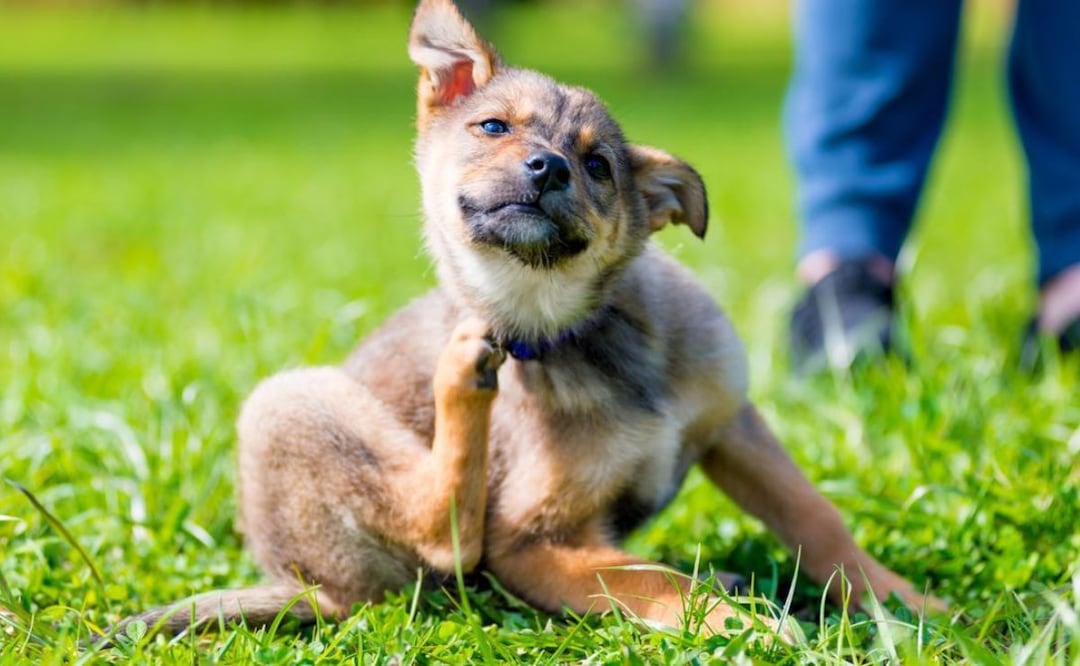 Las razones que pueden incitar a tu perro a rascarse. Fuente: Freepik.