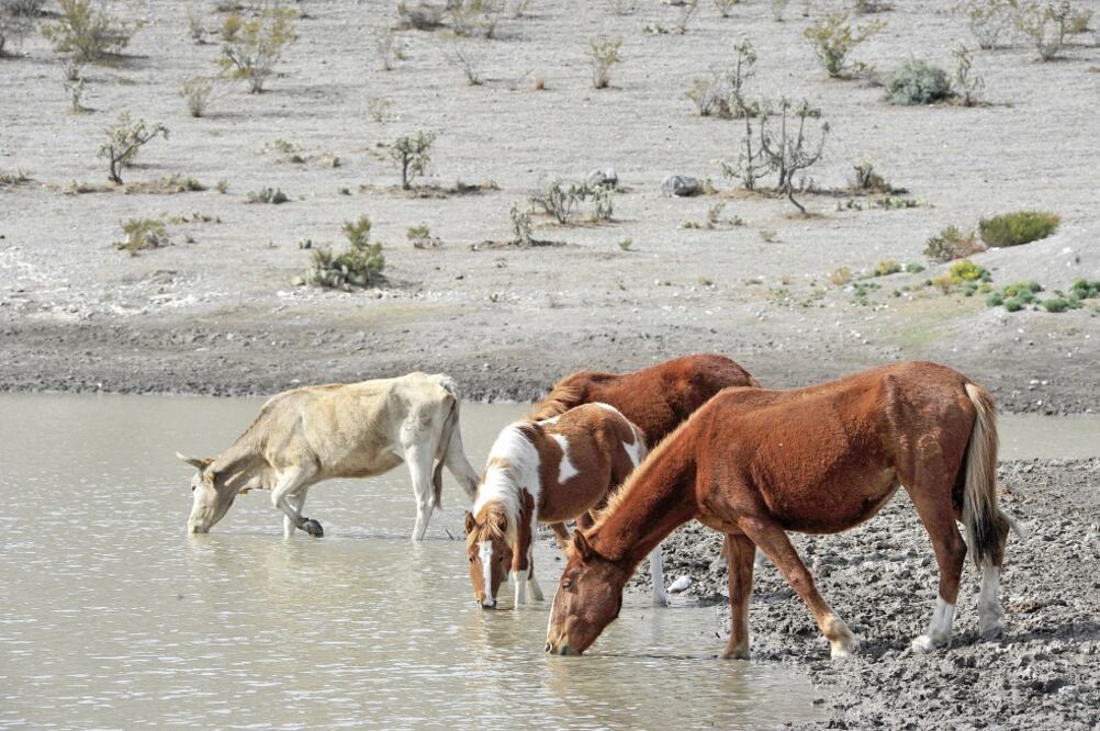 La falta de lluvias ha impactado en la ganadería, ya que la disminución de siembras ha provocado desabasto de alimento para los animales. (ARCHIVO EL UNIVERSAL)