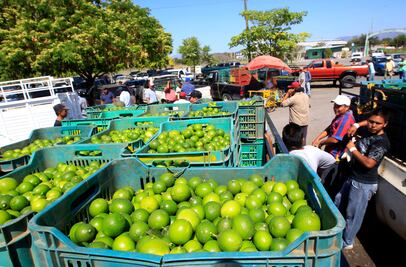 Llaman en Michoacán a no especular con precio del limón