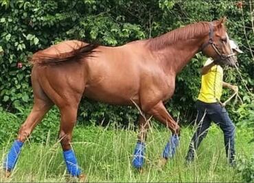 Roban y se comen a famoso caballo de carreras en Venezuela