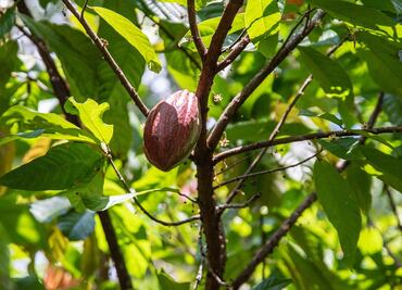 Tabasco, la cuna del cacao en México