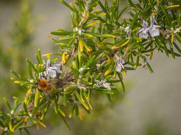 Cómo usar el romero para que el cabello crezca más rápido