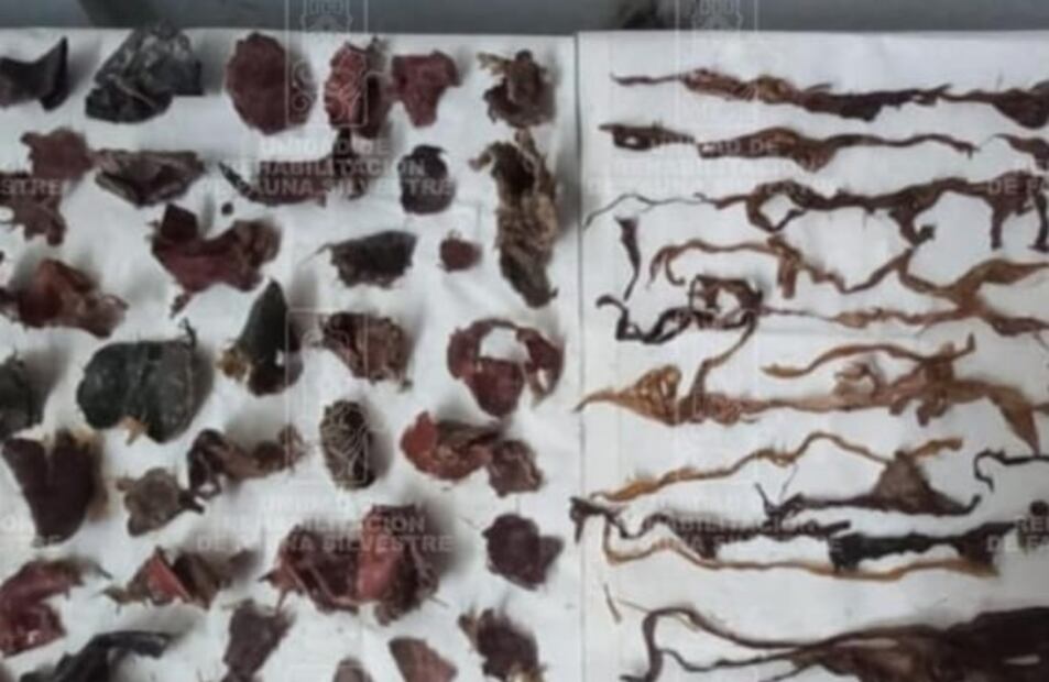 Extraen ¡más de 2 kilos de basura! de estómago de leona rescatada en Huejutla, Hidalgo