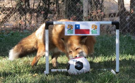 Chile derrotará al Tri, vaticina zorro 'Zincha'