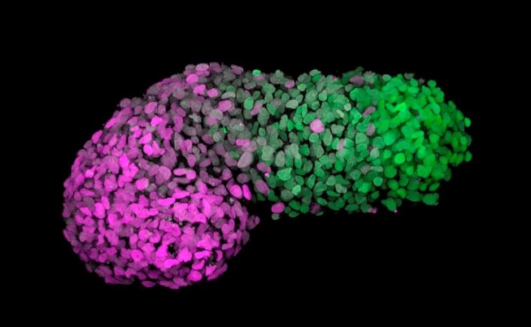 Imagen: EFE/Revista Nature/Naomi Moris