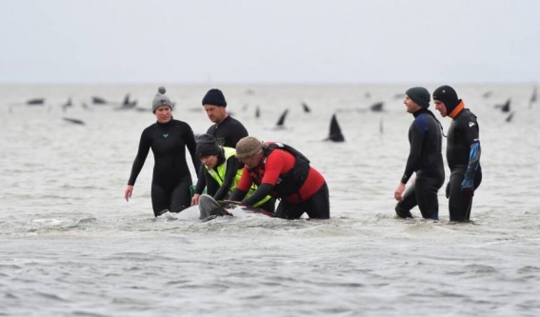 Un tercio de 270 ballenas varadas en Australia han muerto, según rescatistas