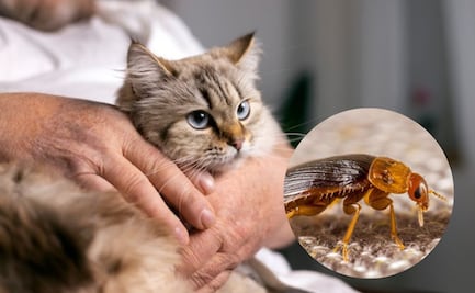 Cómo quitarle las pulgas a un gato con vinagre blanco y agua caliente