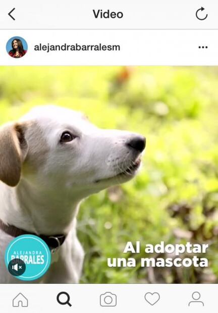 Las mascotas de la política