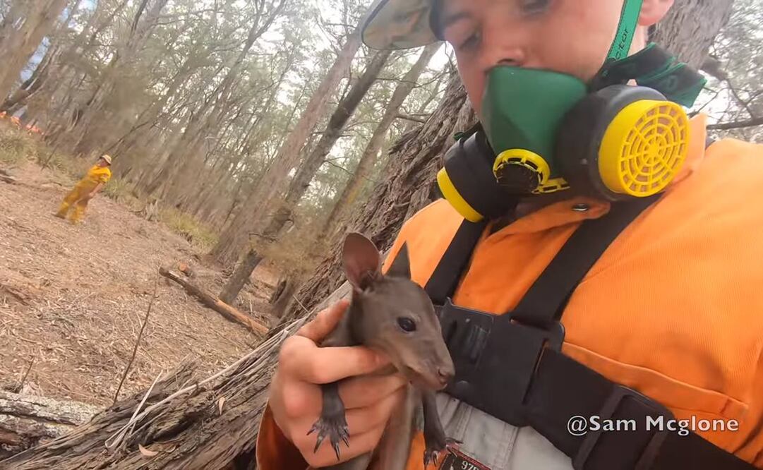 Sam McGlone rescató a un bebé canguro de un incendio forestal en Australia (Foto: tomada de video)
