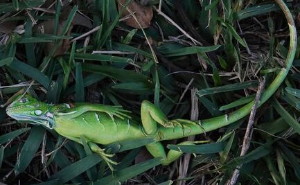 Ola de frío en Florida provoca "lluvia de iguanas" y cierre de parques