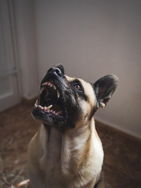 La universidad de Harvard revela la fórmula para prevenir ataques de perros. Fuente: Freepik.