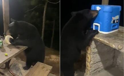 VIDEO. Oso sorprende a padre e hijo bebiendo en Monterrey... Esta fue su reacción 